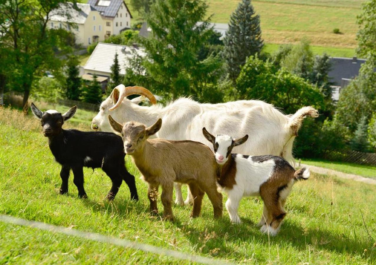 Ferienhof Kuerschner Drebach Zewnętrze zdjęcie